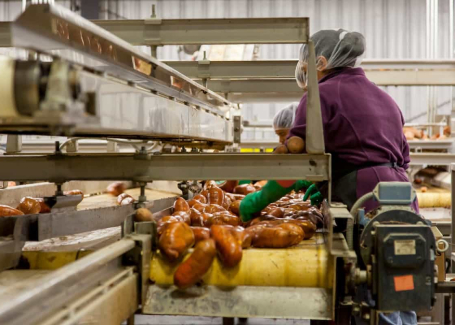 Workers in a food processing plant sorting produce on a conveyor belt. The workers are wearing protective gear, including hairnets, gloves, and masks, ensuring cleanliness and hygiene during food handling.
